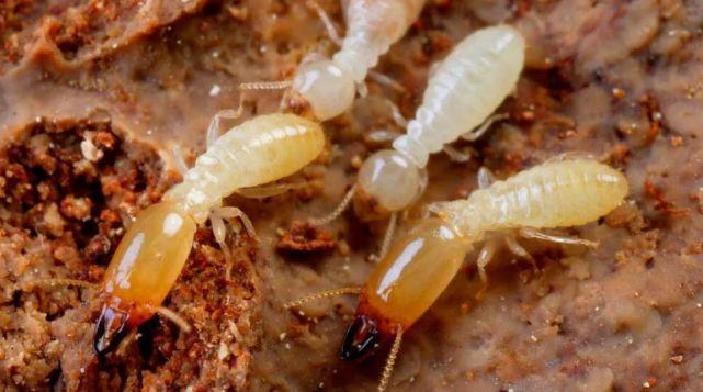【大余百姓事】蚂蚁,白蚁,红火蚁,到底哪种蚁才是最要重点防治的?