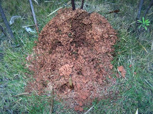 防治公司|樟木头红火蚁防治 产品描述:东莞市华记白蚁防治